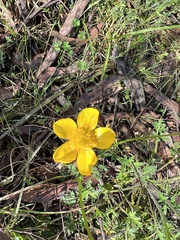 Ranunculus lappaceus
