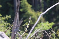 Setophaga coronata auduboni