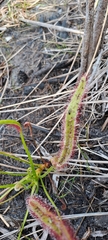 Drosera capensis