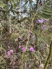 Glycine clandestina