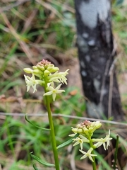 Stackhousia monogyna