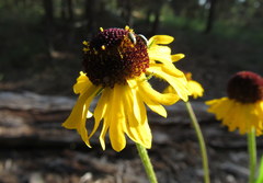 Helenium arizonicum