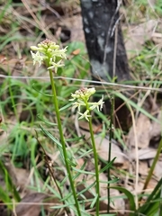 Stackhousia monogyna