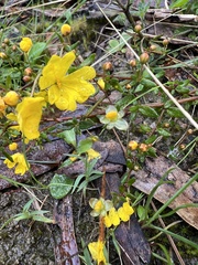 Hibbertia acicularis