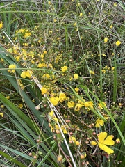Hibbertia acicularis