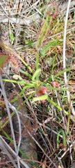 Drosera capensis