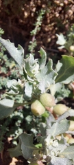 Atriplex holocarpa