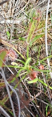 Drosera capensis