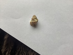 Turritriton labiosus