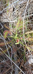 Drosera capensis