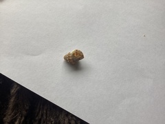 Turritriton labiosus