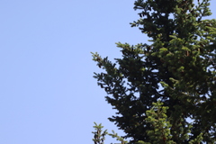 Setophaga coronata auduboni