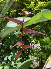 Heliconia