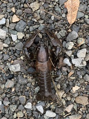 Pacifastacus leniusculus