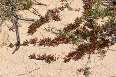 Disphyma crassifolium
