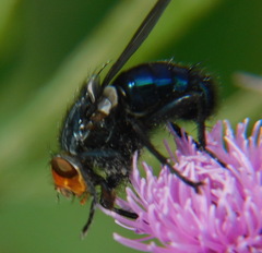 Cynomya mortuorum