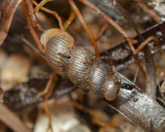 Truncatella scalarina