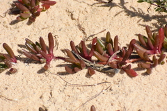 Disphyma crassifolium