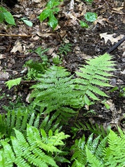 Phegopteris connectilis