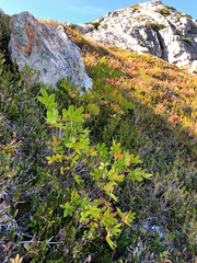 Sorbus sitchensis