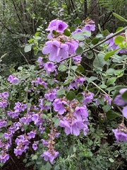 Prostanthera rotundifolia