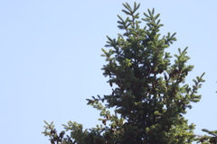 Setophaga coronata auduboni