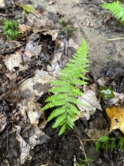 Phegopteris connectilis