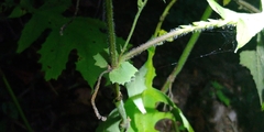 Polymnia canadensis