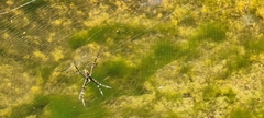 Argiope radon