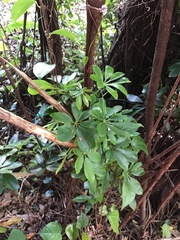 Heptapleurum arboricola
