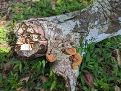 Fuscoporia