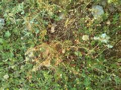 Cuscuta epithymum