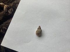 Agnewia tritoniformis