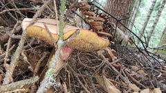Boletus smithii