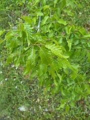 Carpinus betulus