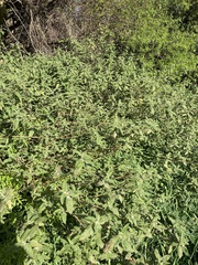 Urtica ferox