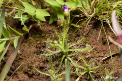 Drosera indica