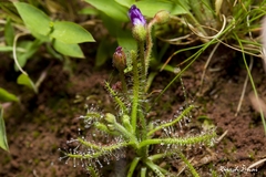 Drosera indica