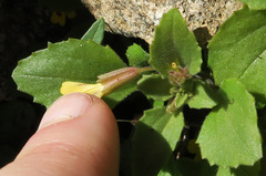 Erythranthe alsinoides