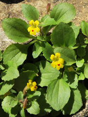 Erythranthe alsinoides