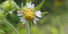 Polymnia canadensis