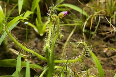 Drosera indica