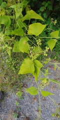 Polymnia canadensis