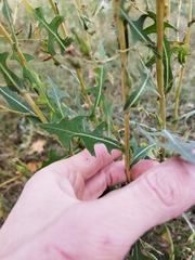 Lactuca serriola
