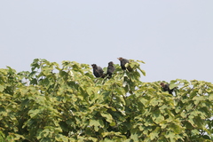 Acridotheres cristatellus
