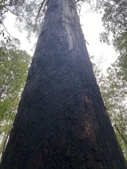 Eucalyptus regnans