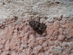 Callopistria latreillei