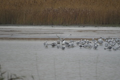 Ichthyaetus ichthyaetus