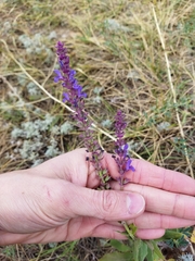 Salvia nemorosa pseudosylvestris