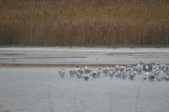 Ichthyaetus ichthyaetus